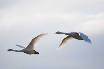 Whooper Swan 長都沼(千歳市) Sun, 10/29/2023