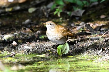 Pale Thrush 荒川大麻生公園 Sun, 10/29/2023