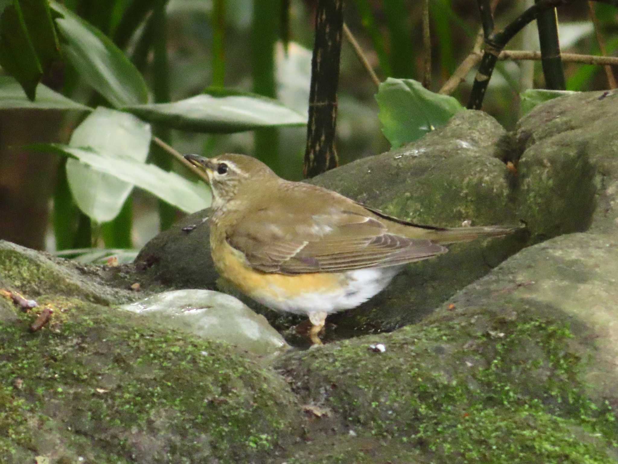 井の頭恩賜公園 マミチャジナイの写真 by ゆ