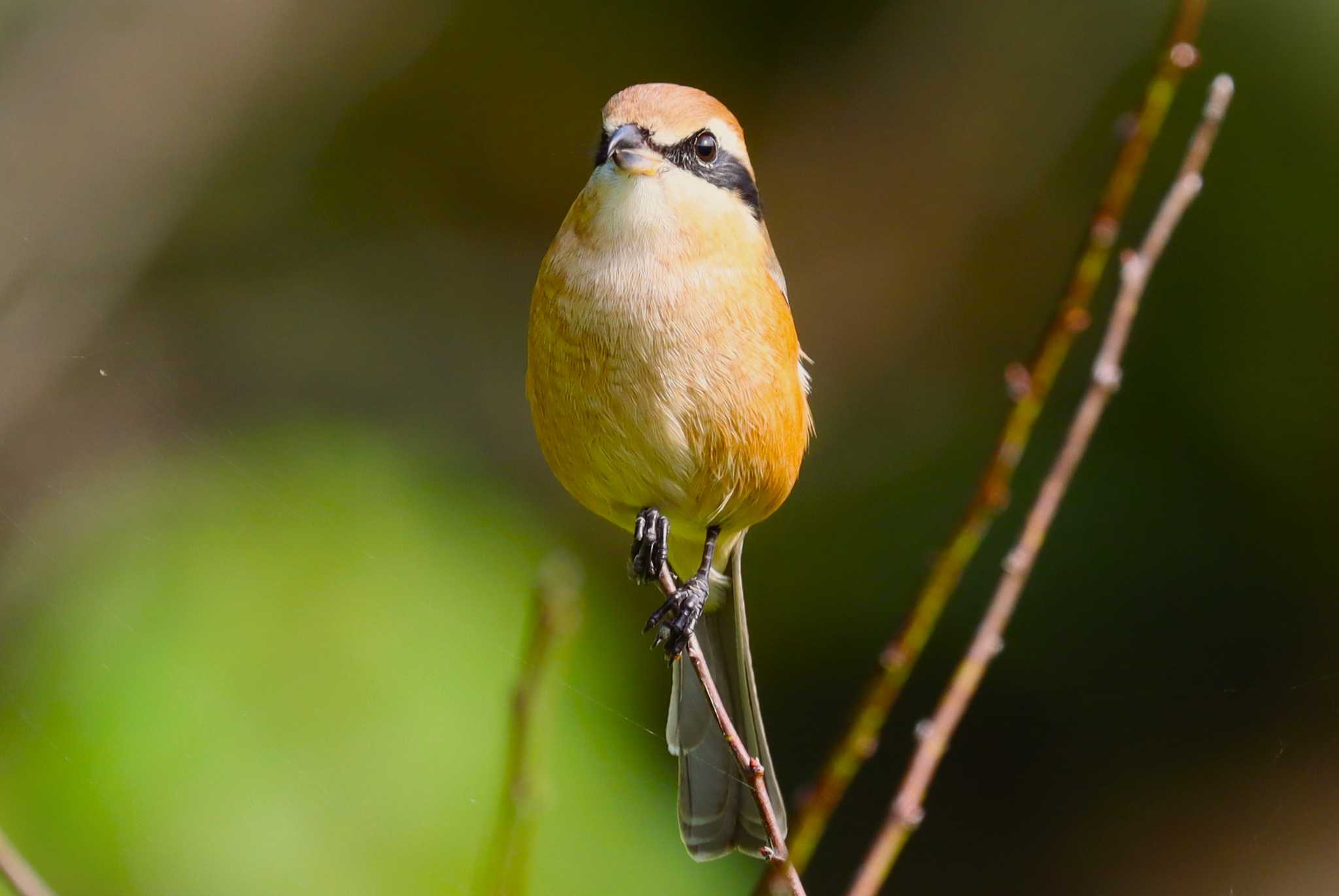 Photo of Bull-headed Shrike at Machida Yakushiike Park by らうんでる