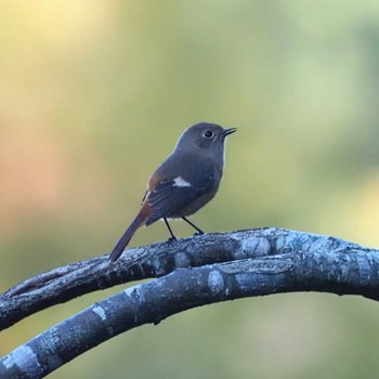 Daurian Redstart 摩耶山 Unknown Date