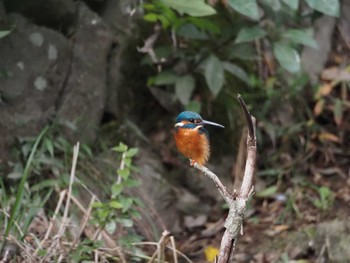 Common Kingfisher 摩耶山 Sat, 10/28/2023