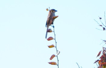 2023年10月29日(日) 大泉緑地の野鳥観察記録