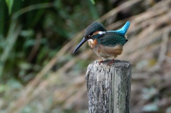 2023年10月29日(日) 城北公園の野鳥観察記録