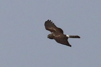 2023年10月28日(土) 稲敷市の野鳥観察記録