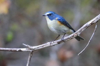 Red-flanked Bluetail Hakodateyama Sun, 10/29/2023