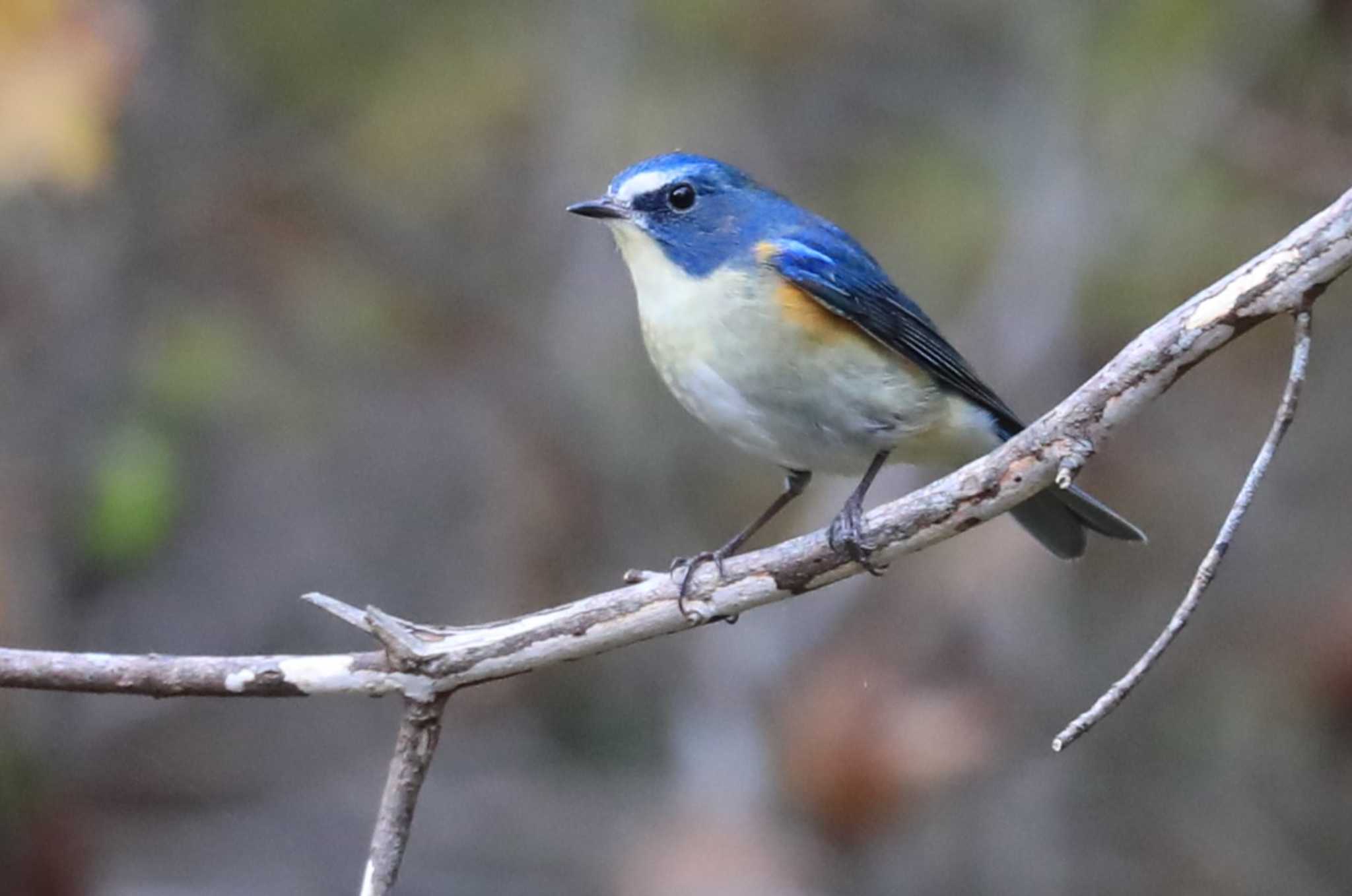 Red-flanked Bluetail