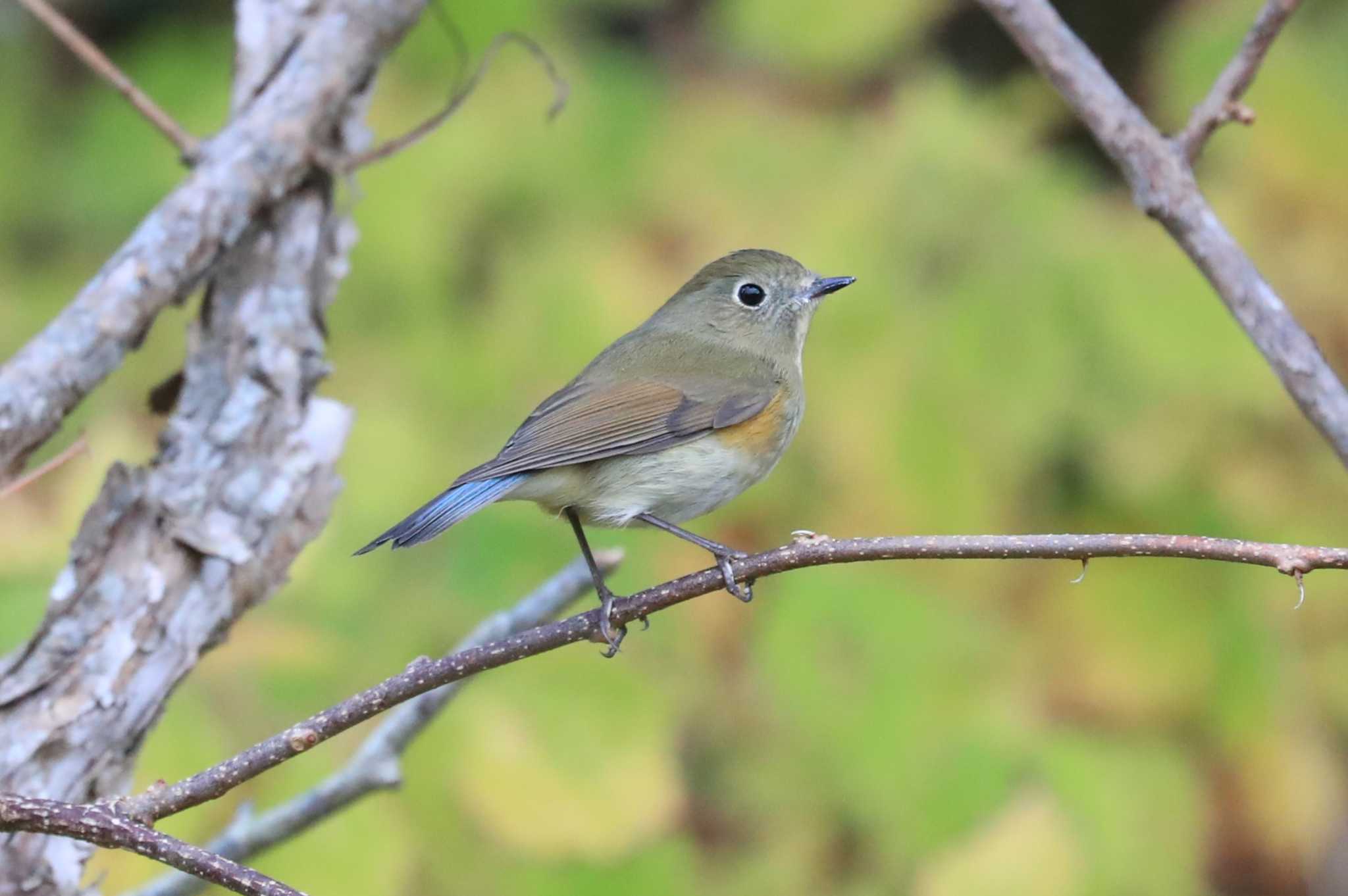 Red-flanked Bluetail