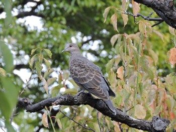 Oriental Turtle Dove Osaka castle park Sun, 10/29/2023