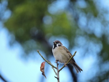 Eurasian Tree Sparrow Osaka castle park Sun, 10/29/2023
