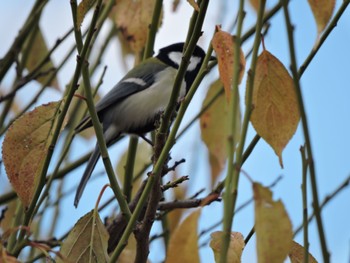 Japanese Tit Osaka castle park Sun, 10/29/2023