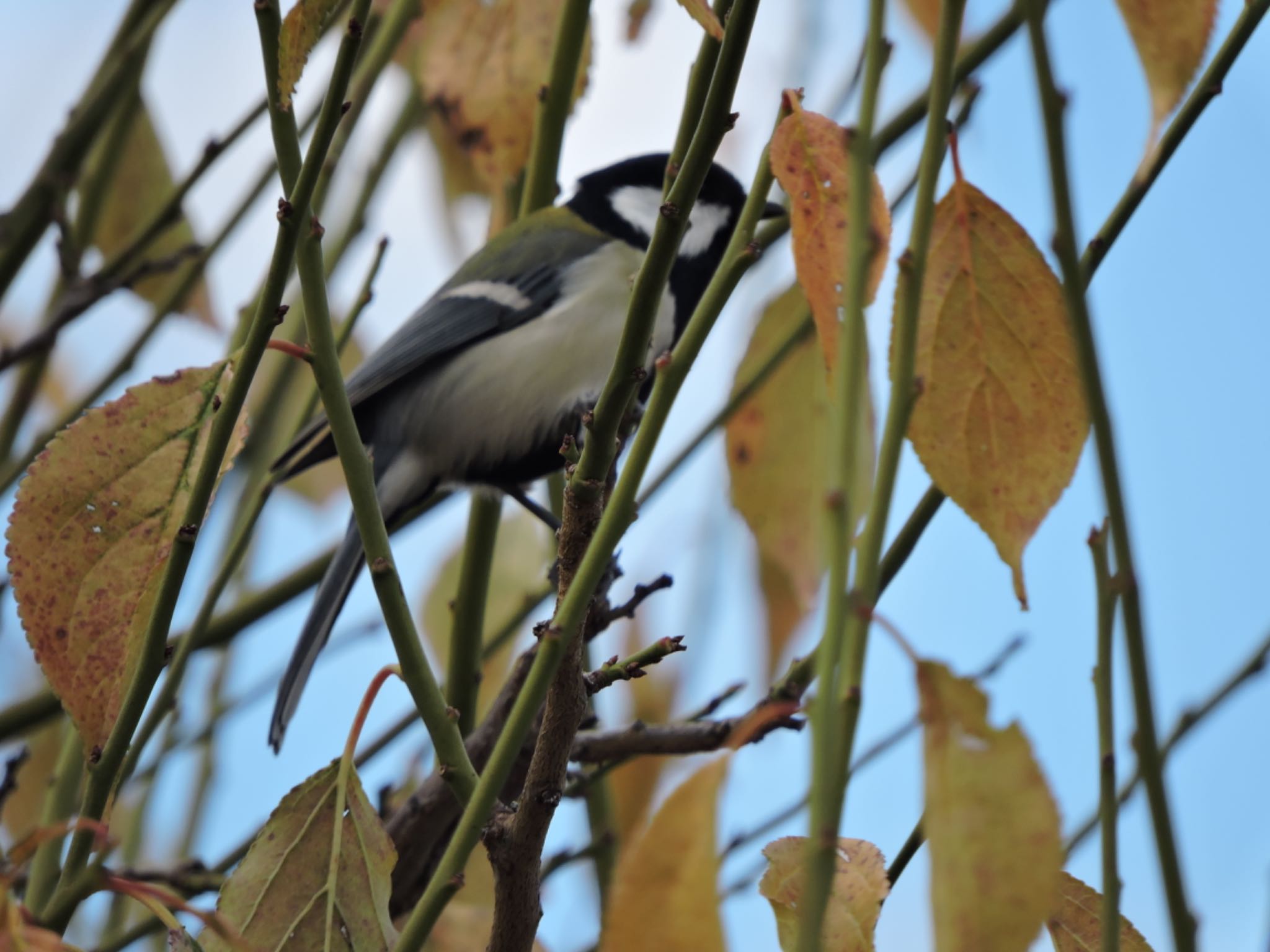 Japanese Tit