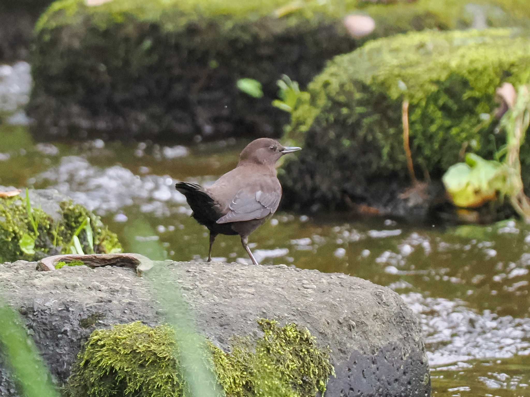 カワガラス