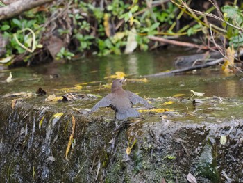 2023年10月28日(土) 福井緑地(札幌市西区)の野鳥観察記録