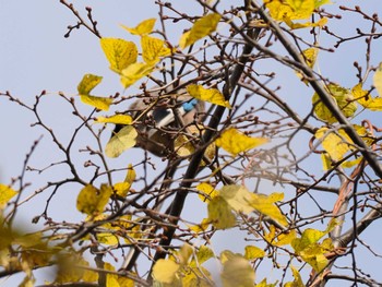 2023年10月29日(日) 左股川緑地(札幌市西区)の野鳥観察記録