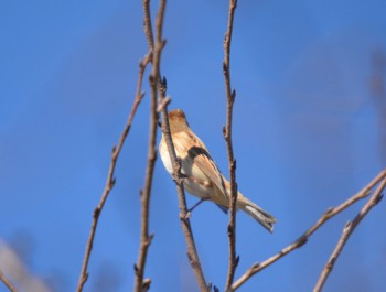 Common Reed Bunting 美濃加茂市 Sun, 10/29/2023