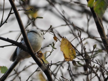 2023年10月29日(日) 福井緑地(札幌市西区)の野鳥観察記録