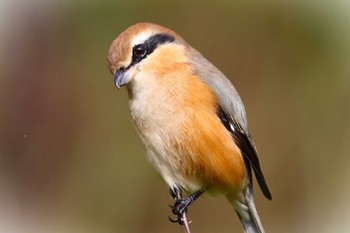 Bull-headed Shrike Machida Yakushiike Park Sun, 10/29/2023