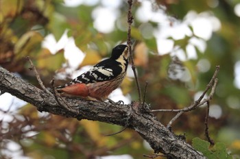 White-backed Woodpecker(subcirris) Hakodateyama Sun, 10/29/2023