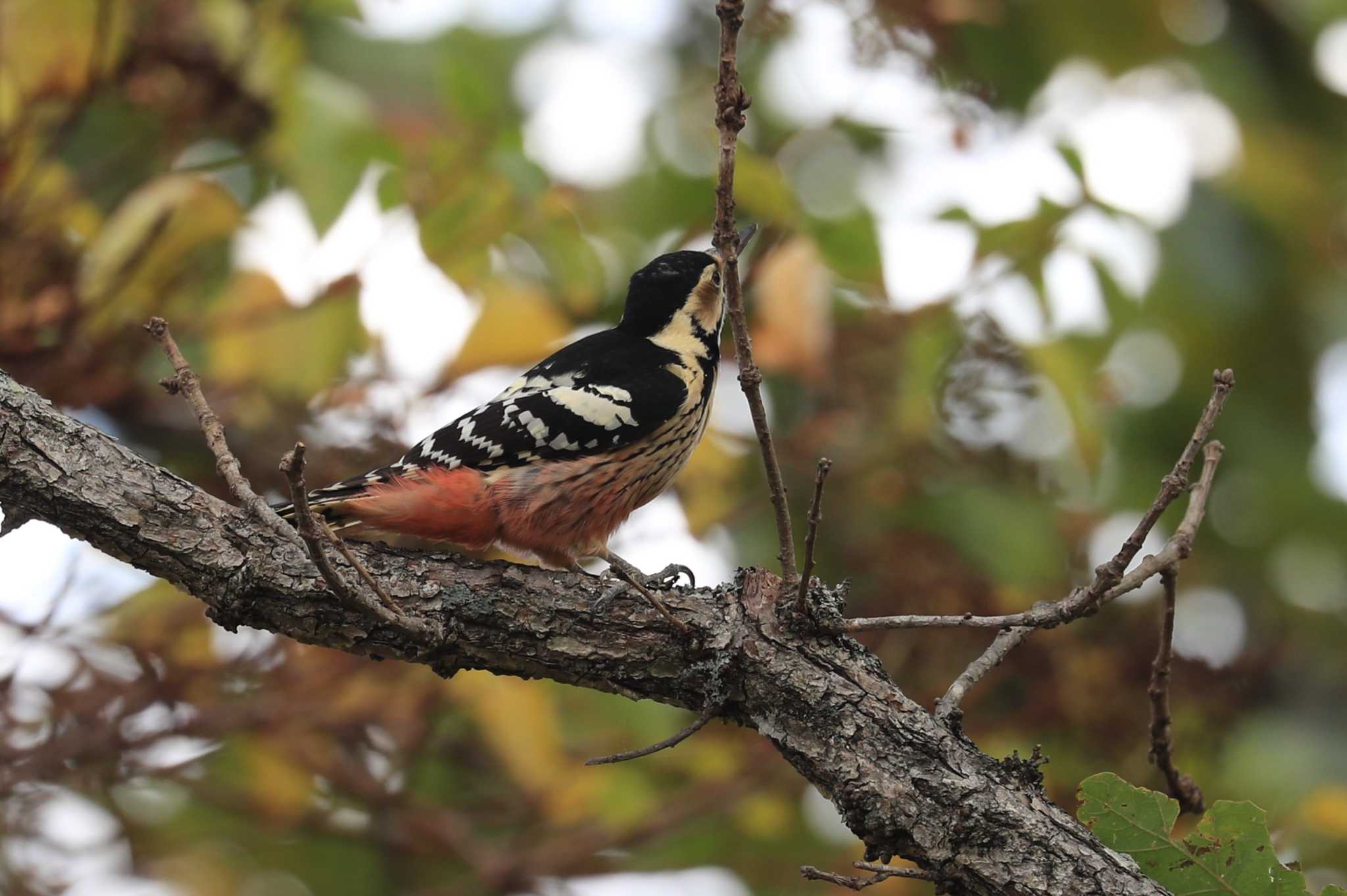 White-backed Woodpecker(subcirris)