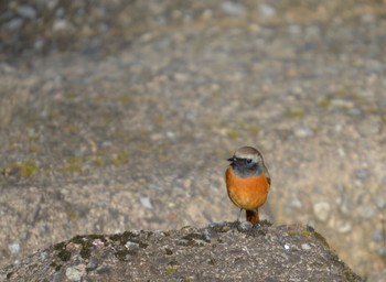 Daurian Redstart 美濃加茂市 Sun, 10/29/2023