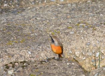 Daurian Redstart 美濃加茂市 Sun, 10/29/2023