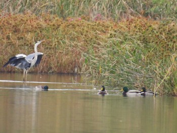 マガモ 芝川第一調節池(芝川貯水池) 2023年10月29日(日)