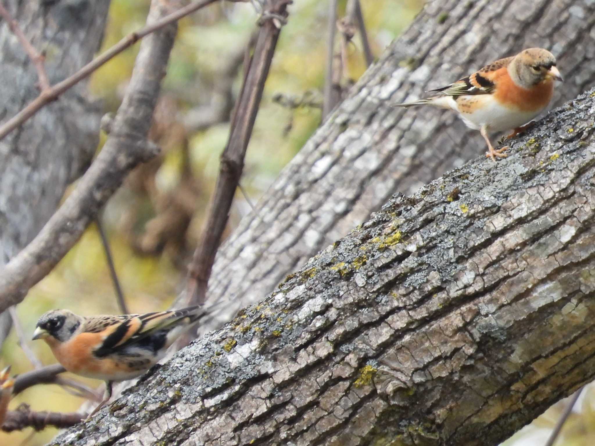 Brambling