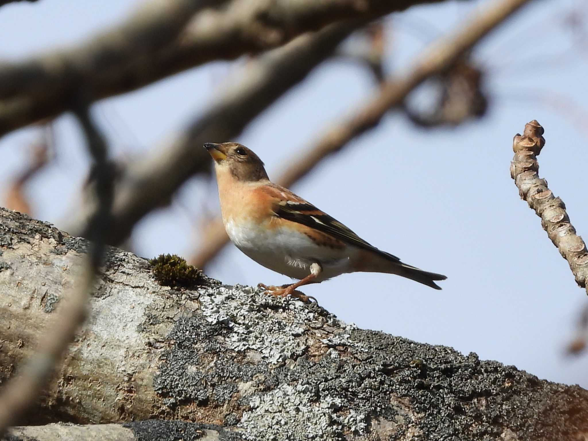 Brambling