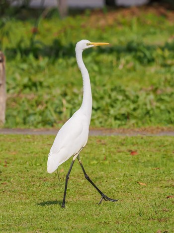 Great Egret(modesta)  増尾城址総合公園ビオトープ Sun, 10/29/2023