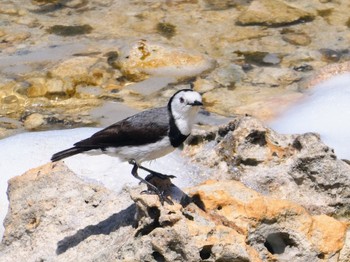 カオジロオーストラリアヒタキ Rottnest Island 2023年10月19日(木)