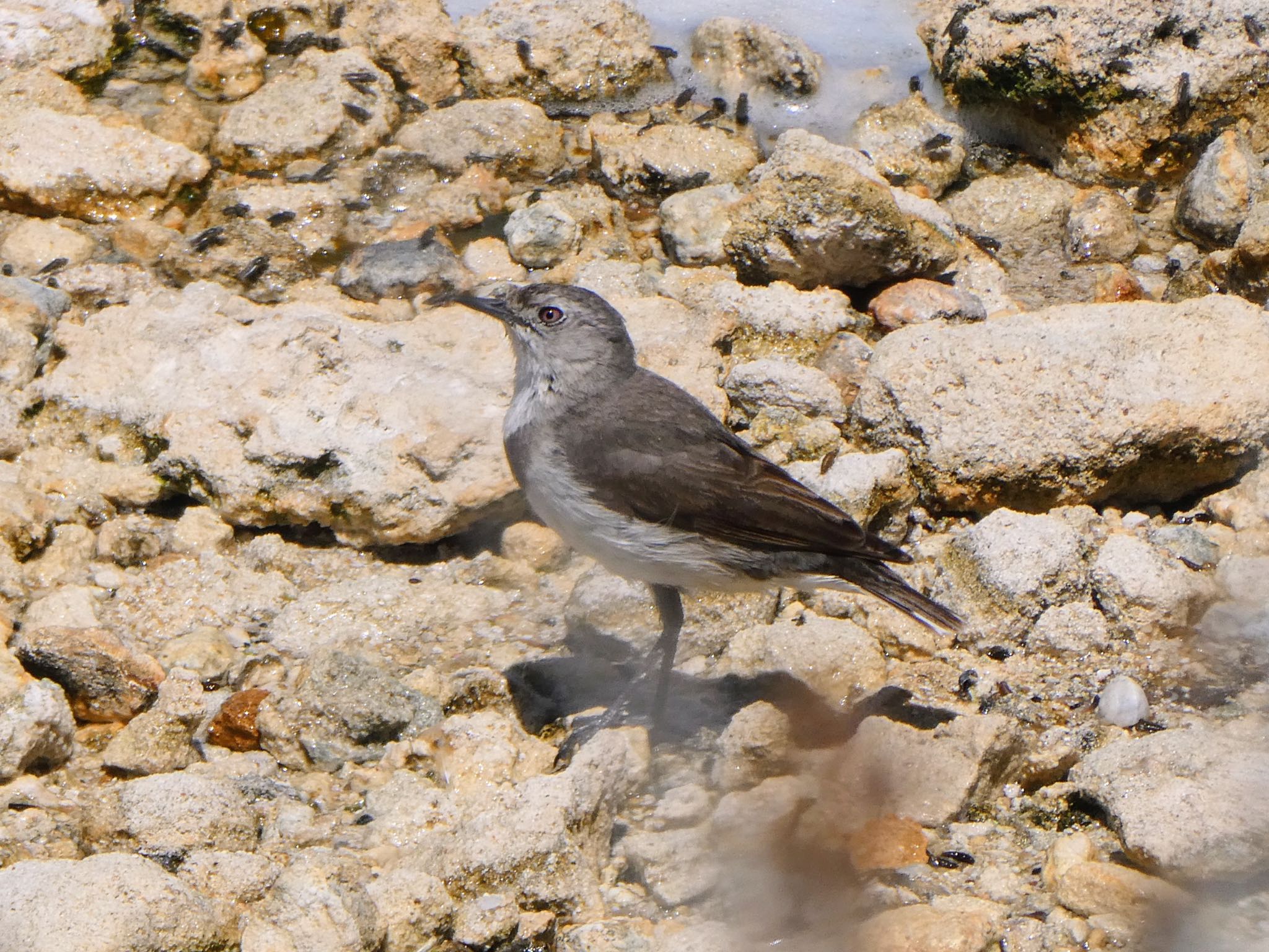 Rottnest Island カオジロオーストラリアヒタキの写真