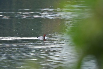 ホシハジロ 長浜公園 2023年10月28日(土)