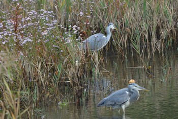 アオサギ 長浜公園 2023年10月28日(土)