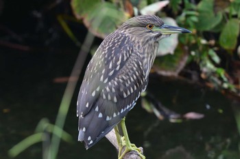 2023年10月28日(土) 長浜公園の野鳥観察記録