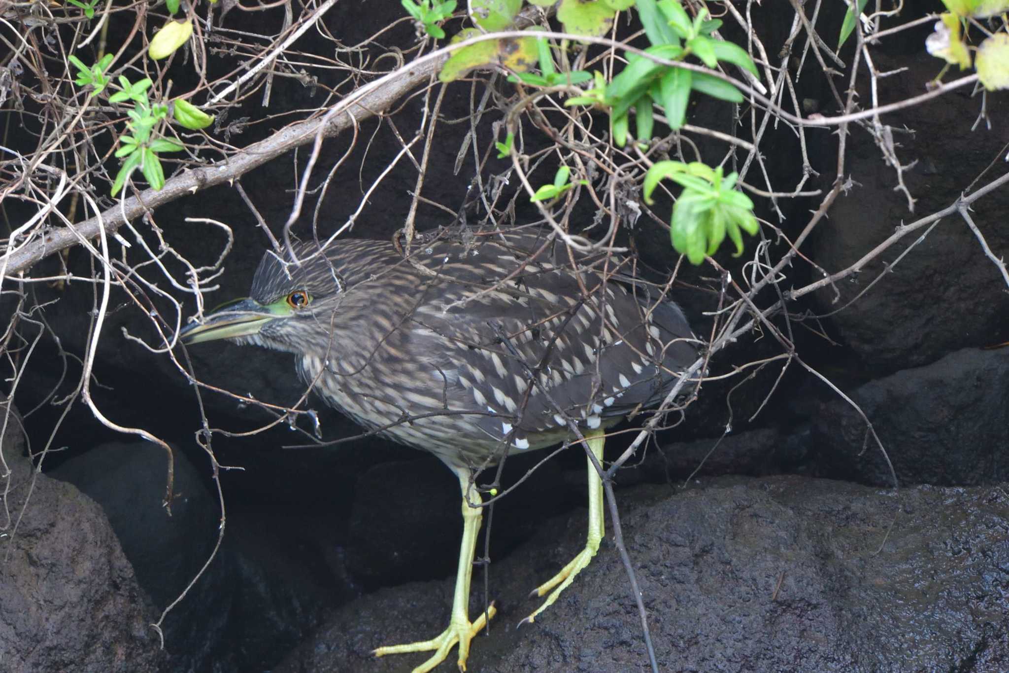 長浜公園 ゴイサギの写真