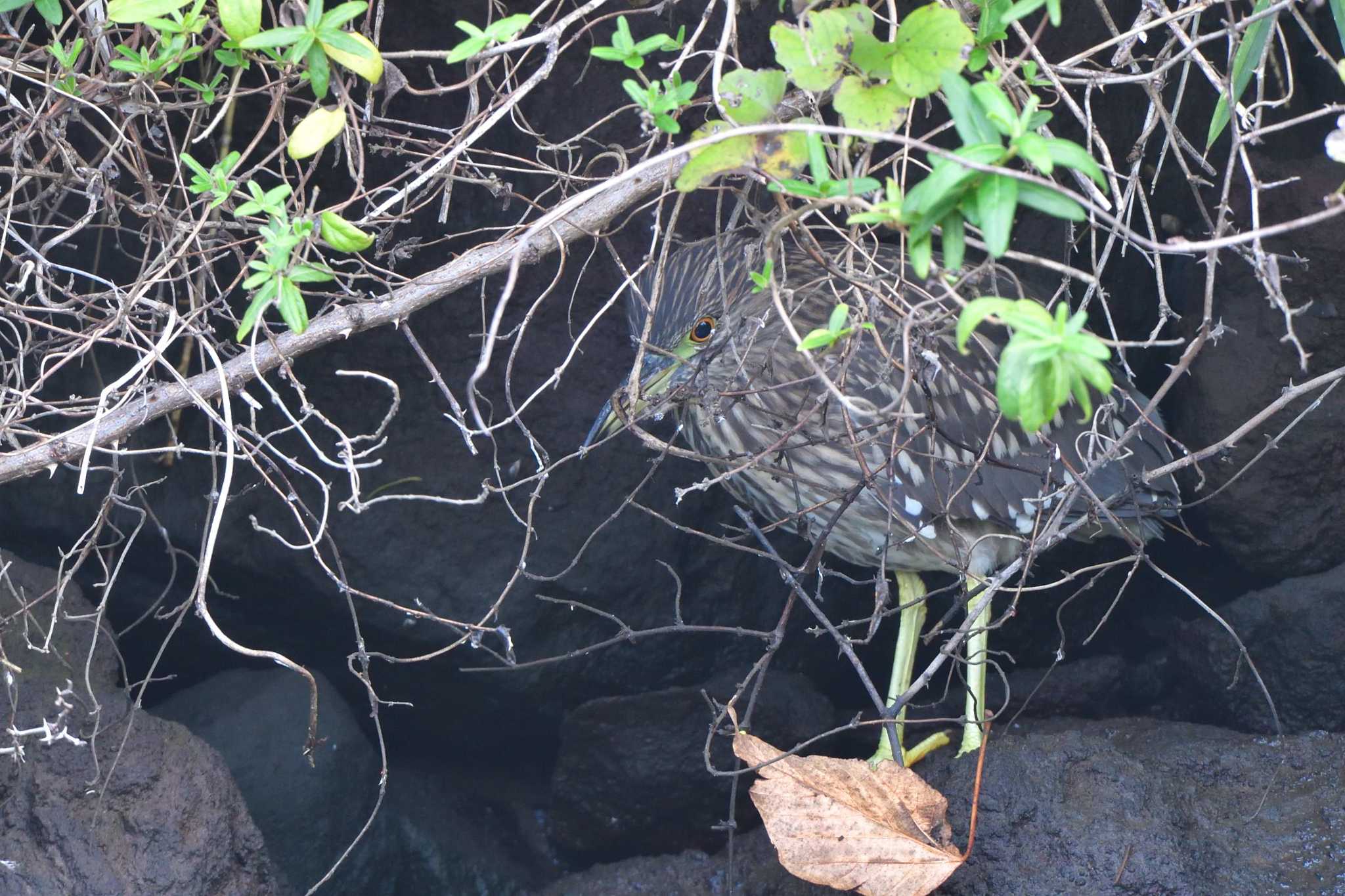 長浜公園 ゴイサギの写真