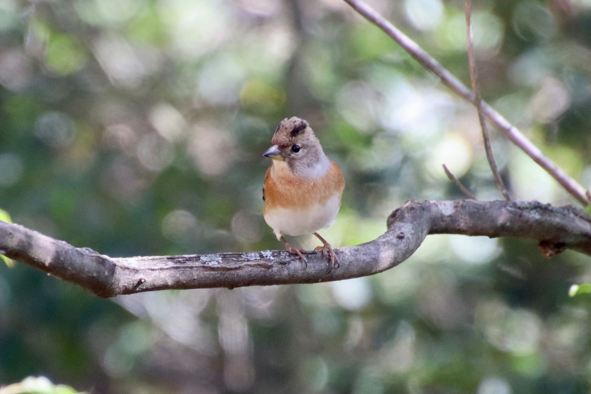 西湖野鳥の森公園 アトリの写真 by banban