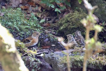 Brambling 西湖野鳥の森公園 Sat, 10/28/2023