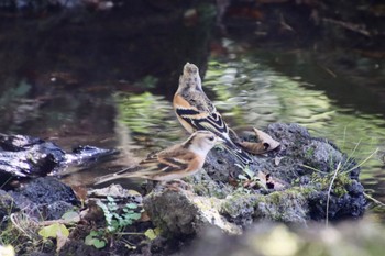 アトリ 西湖野鳥の森公園 2023年10月28日(土)