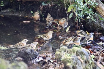 アトリ 西湖野鳥の森公園 2023年10月28日(土)