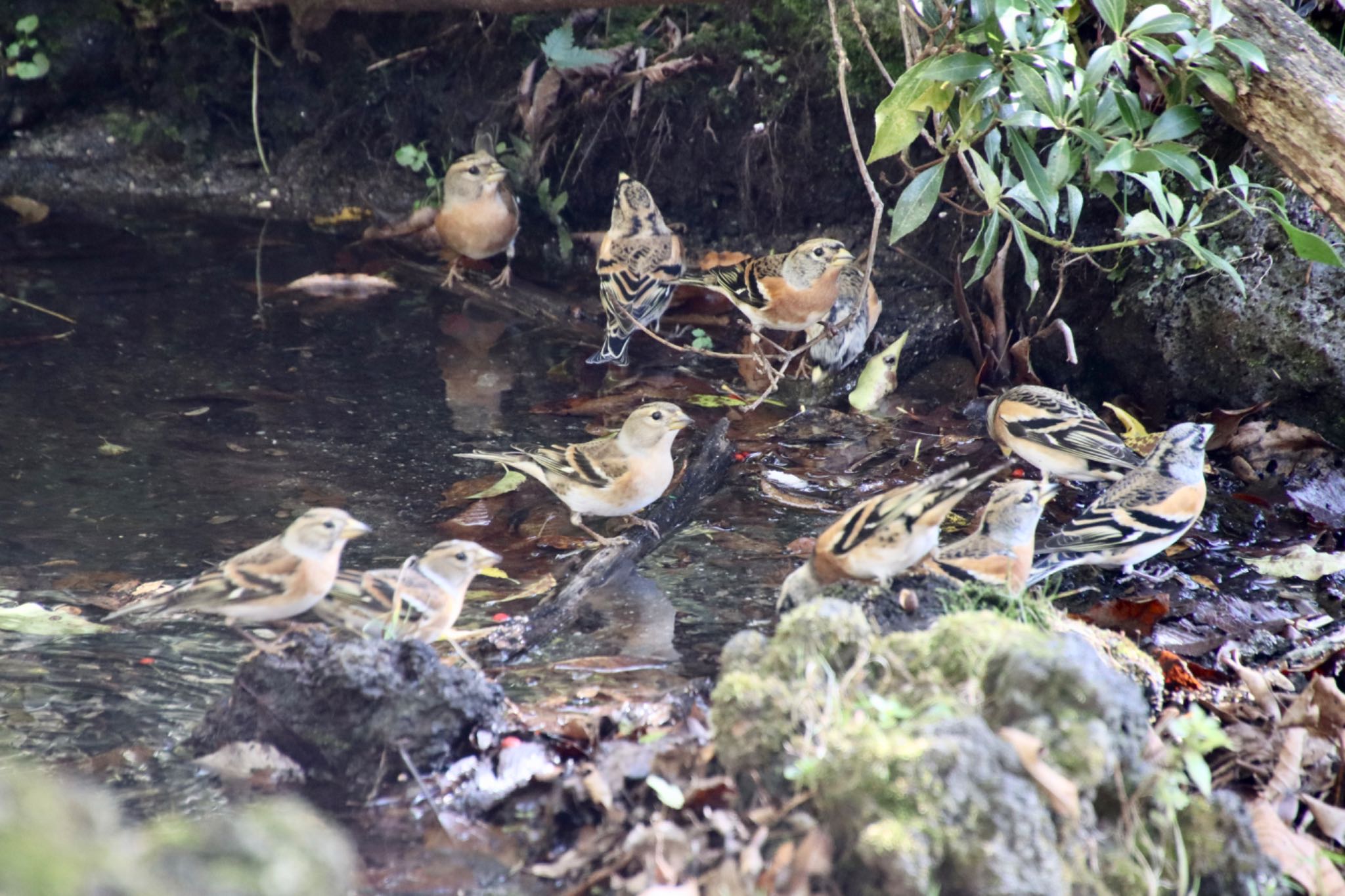 Photo of Brambling at 西湖野鳥の森公園 by banban