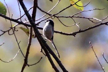 Long-tailed Tit 山梨県 荒川ダム Thu, 10/26/2023