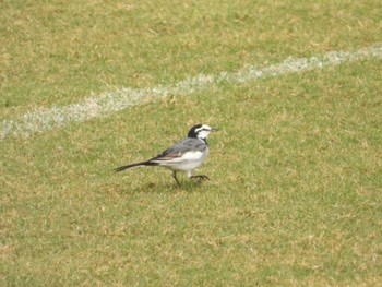 ハクセキレイ 野津田公園(東京都町田市) 2023年10月29日(日)