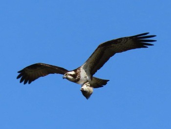 2023年4月19日(水) 伊豆沼の野鳥観察記録