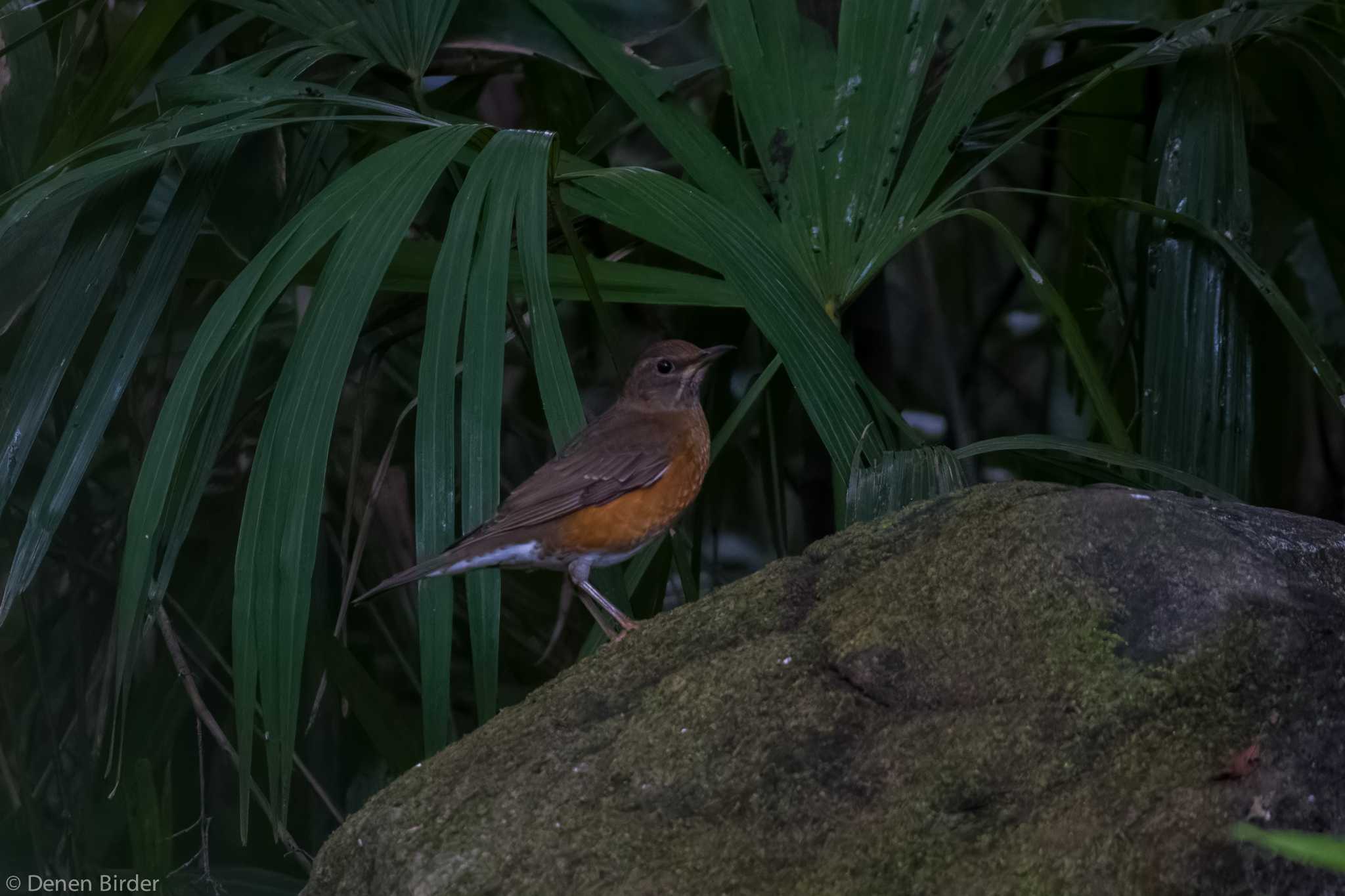 アカハラ