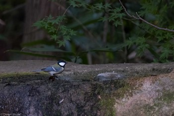 2023年10月28日(土) 井の頭公園の野鳥観察記録