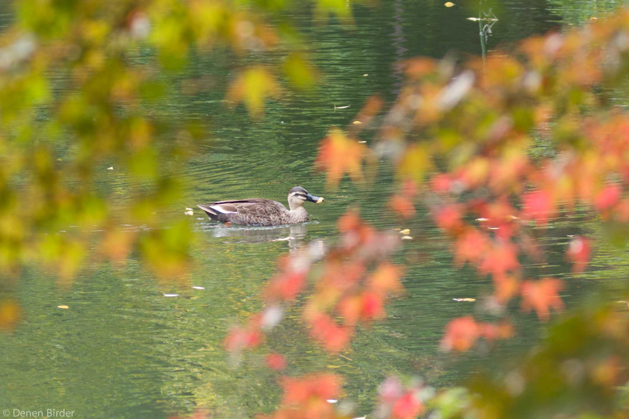 ひと足お先に紅葉狩り by 田園Birder