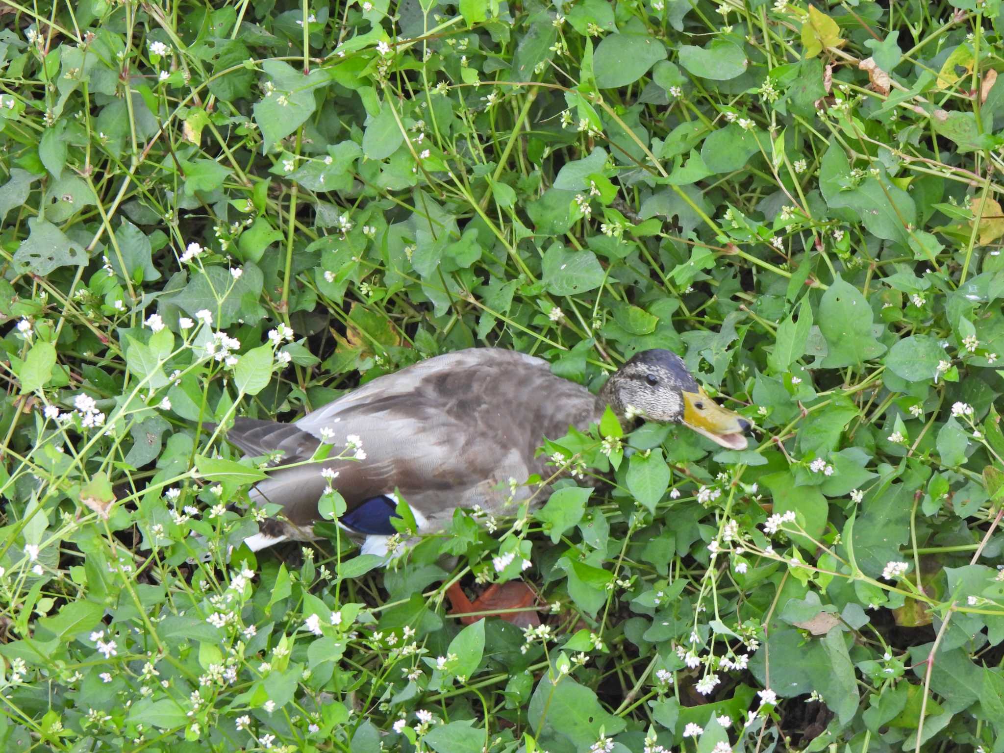 境川遊水地公園 マガモの写真 by こむぎこねこ