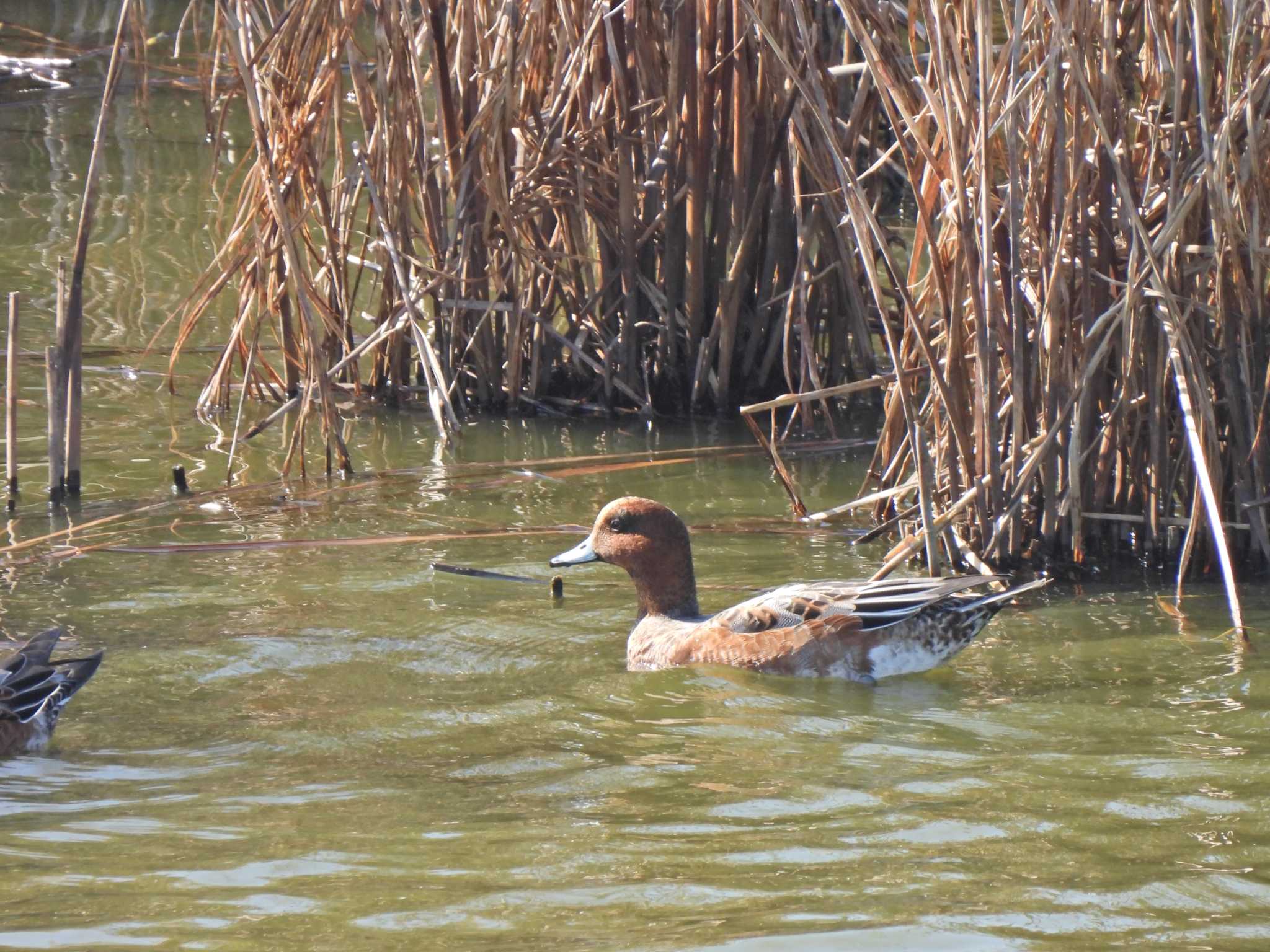 境川遊水地公園 ヒドリガモの写真